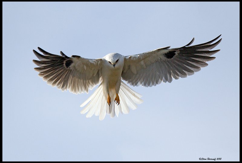 _5SB7312 white-tailed kite.jpg